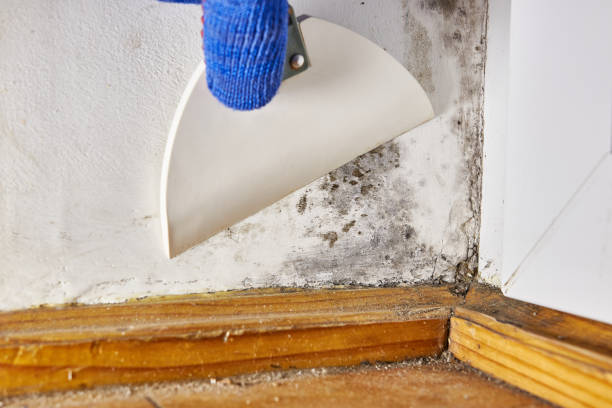 Best Industrial Mold Remediation  in Flowing Wells, AZ